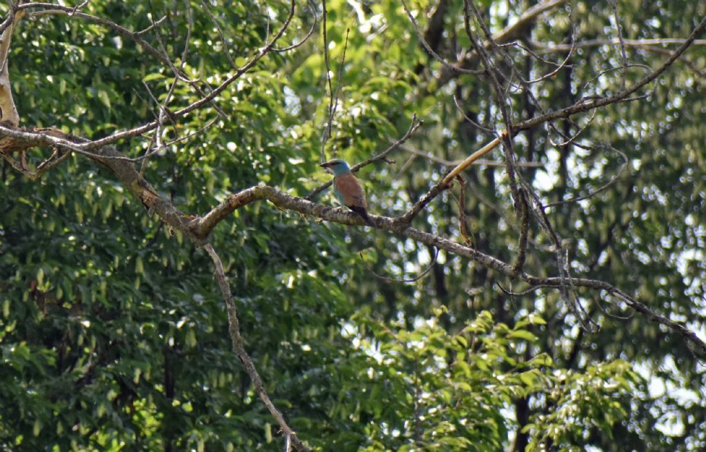 Ghiandaia marina  (Coracias garrulus)